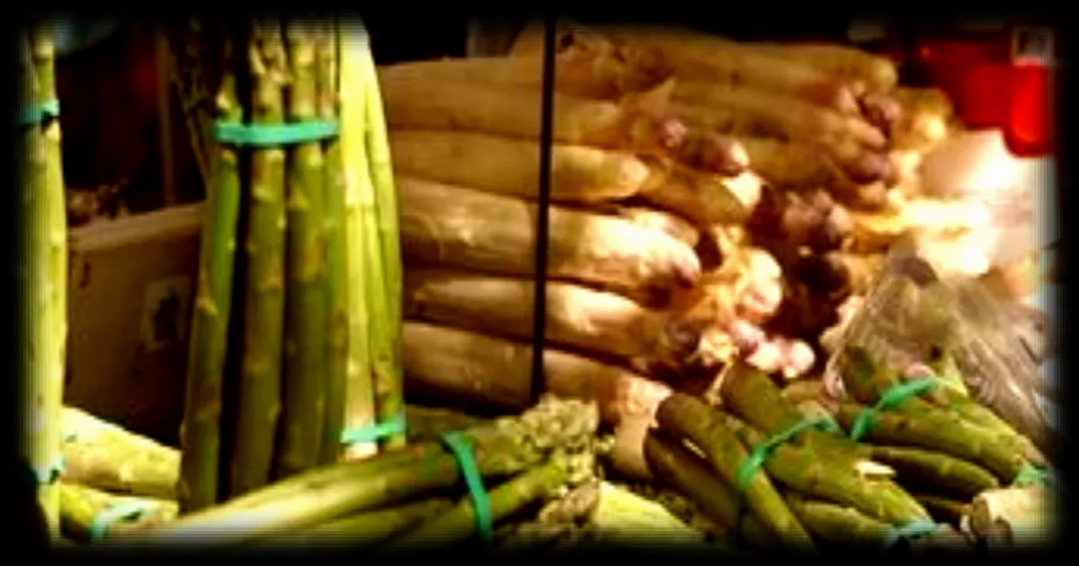 La saison des asperges : une surproduction menace les revenus des producteurs