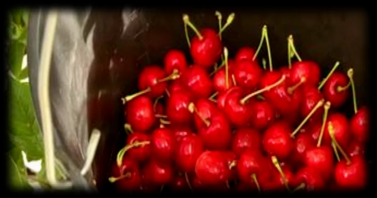 La saison des cerises démarre dans les Pyrénées-Orientales à des prix élevés