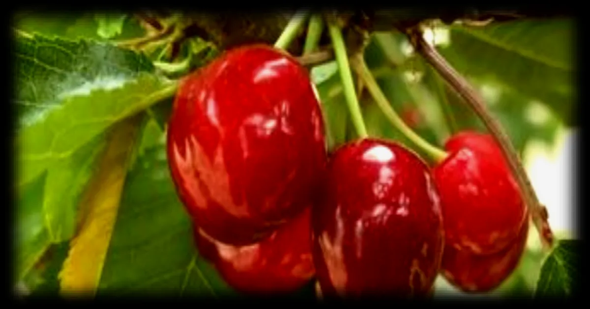 La saison des cerises démarre en avance avec des prix plus élevés