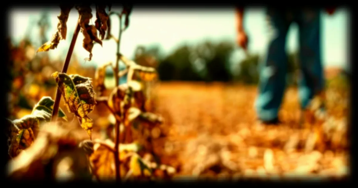 La sécheresse pourrait renforcer la résistance aux antibiotiques, une menace pour la santé mondiale