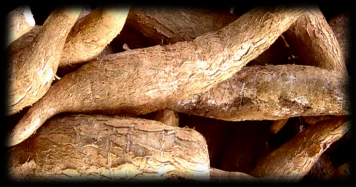La striure brune menace de nouveau le manioc en Afrique