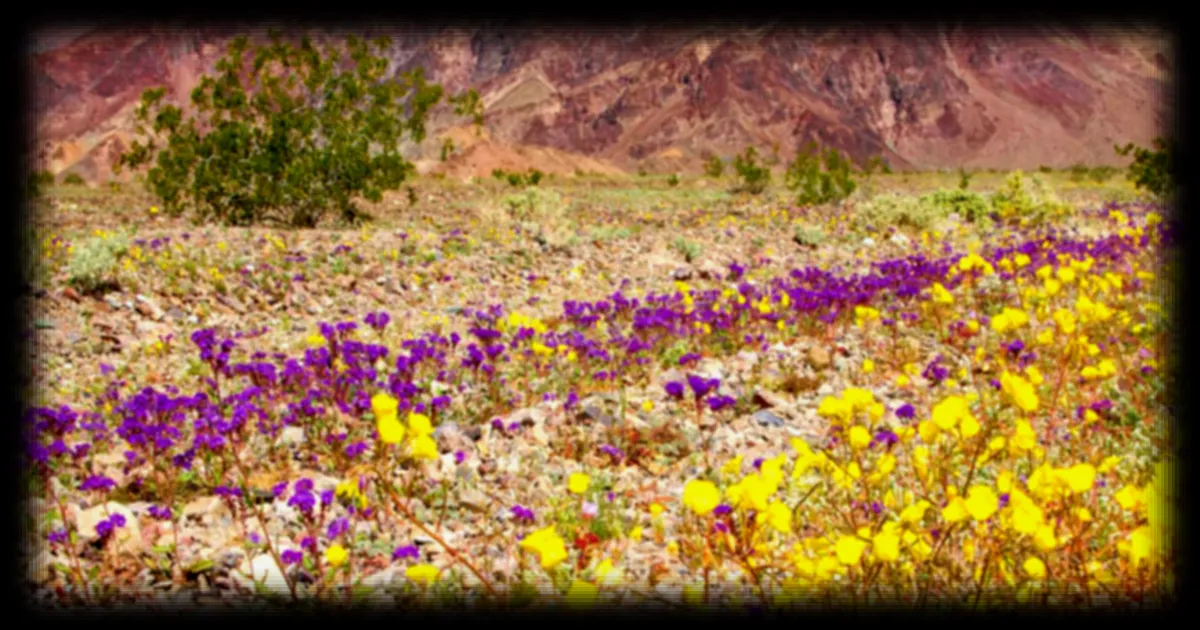 La Vallée de la Mort en Californie se pare d'une superbe floraison exceptionnelle