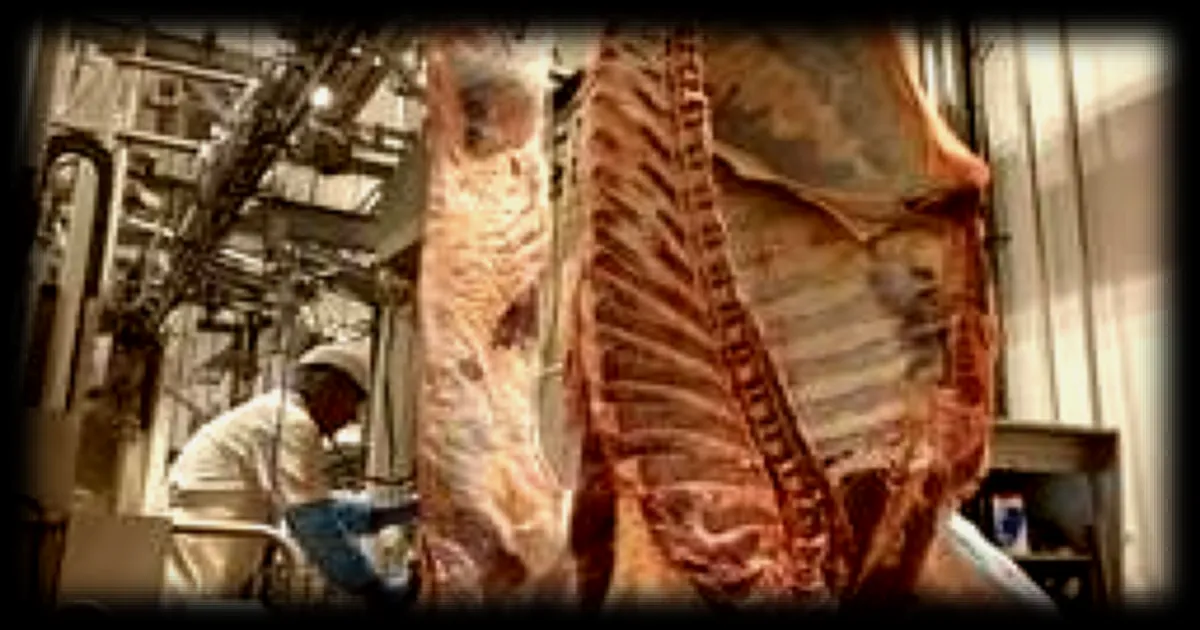 L'abattoir de Vannes sera repris par une coopérative d'éleveurs