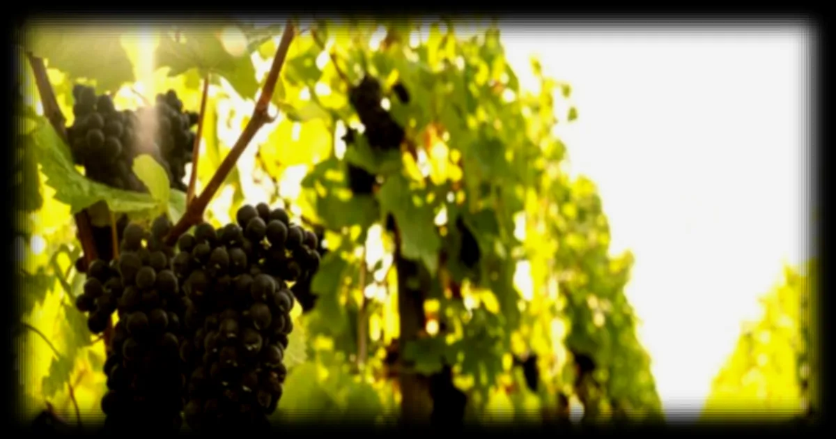 L'ADN a parlé: la culture de la vigne en France date de plus de 4 000 ans