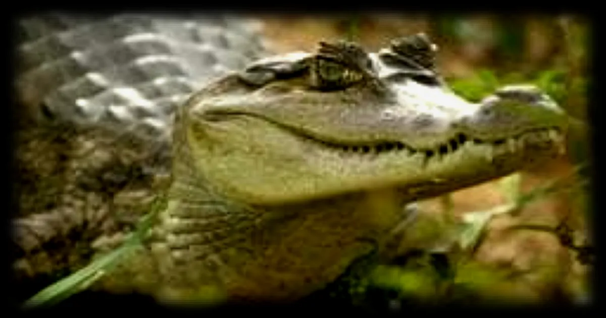 L'Affaire du Caïman à Lunettes : Autopsie, Enquête et Violences