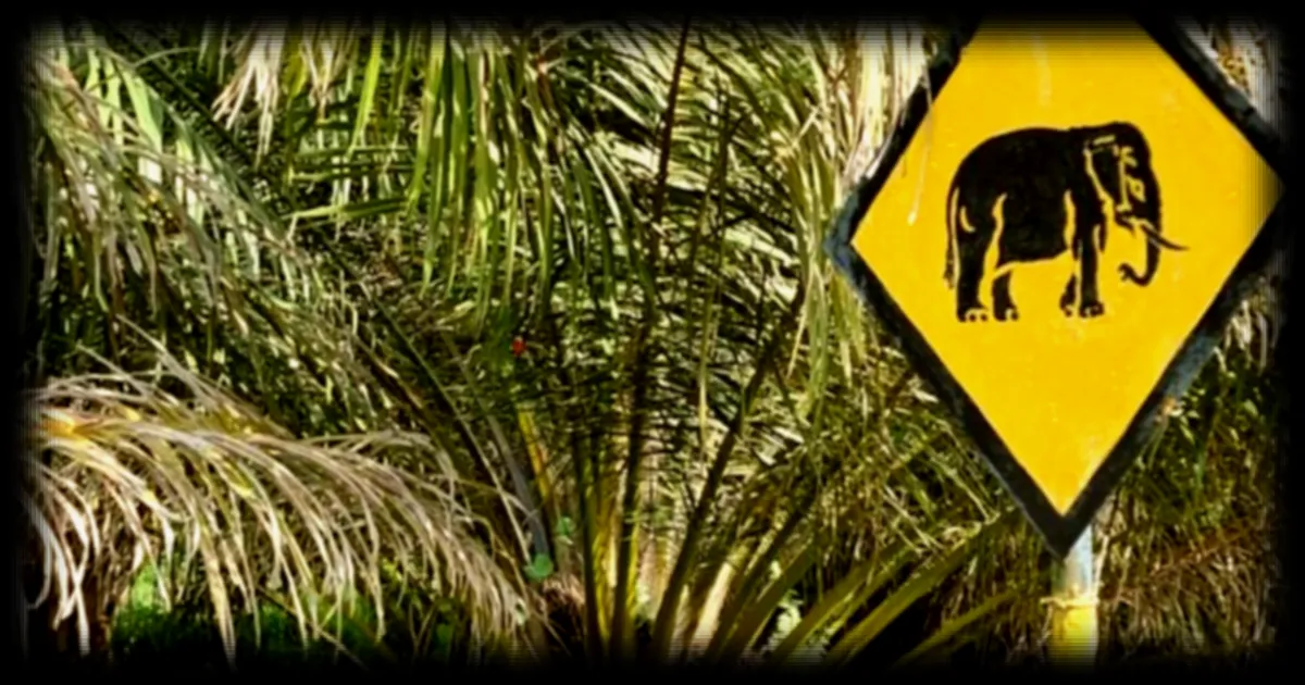 L'agroforesterie comme solution pour concilier les forêts et les plantations de palmiers à huile selon RFI