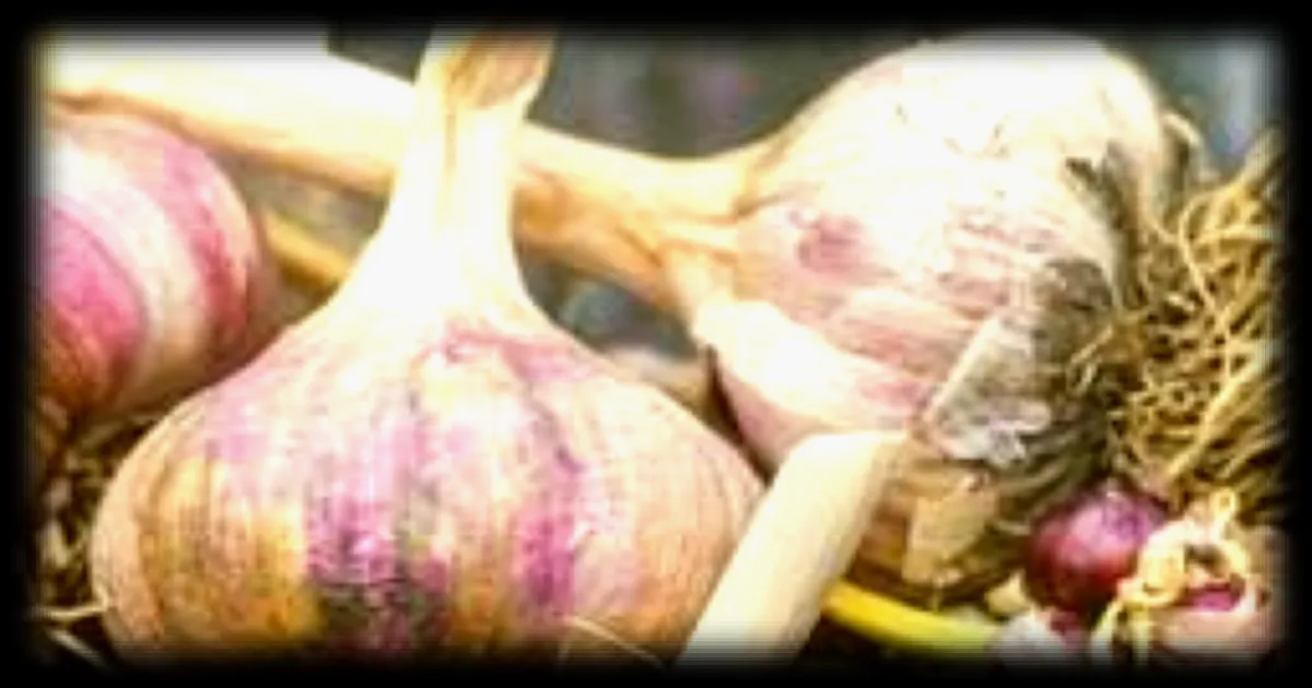 L'ail, une plante facile à cultiver au potager