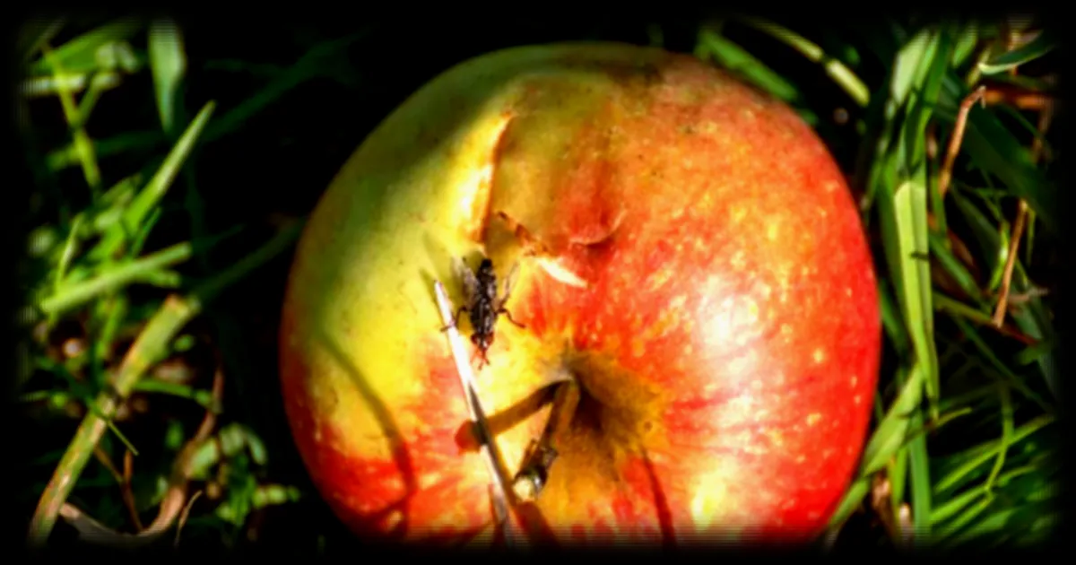 Laisser un fruit abîmé dans son jardin, un geste précieux pour la biodiversité