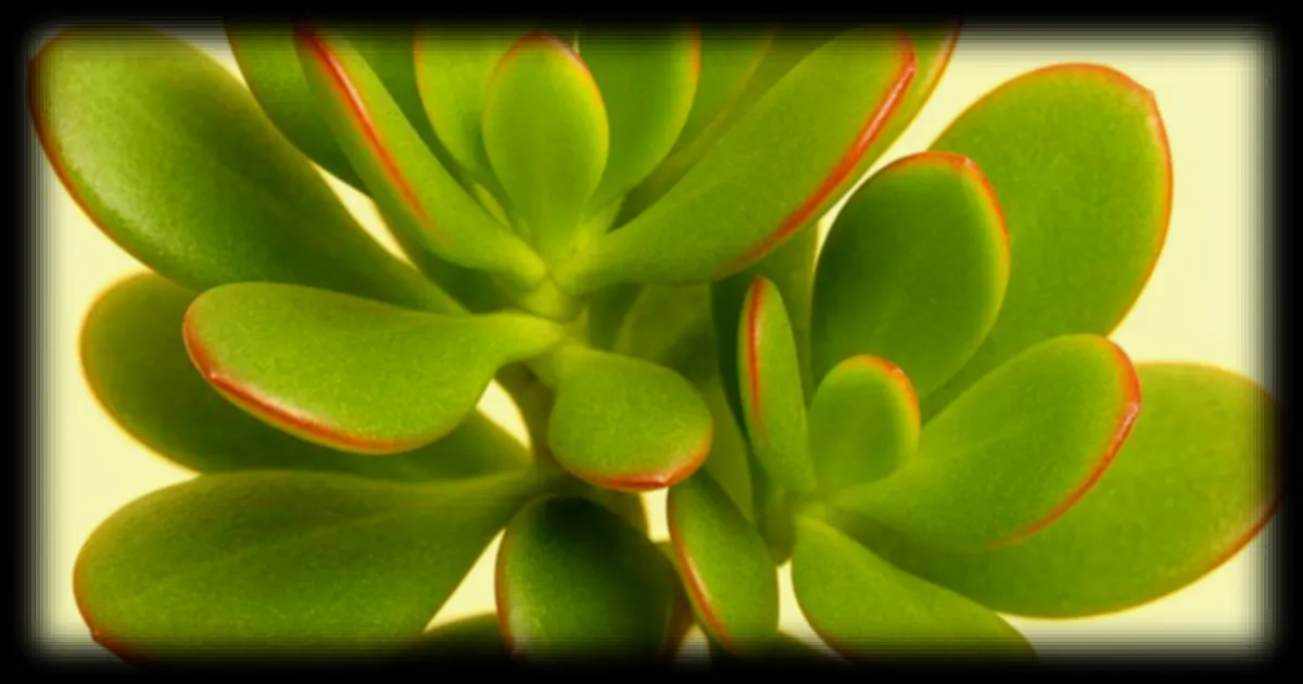 L'arbre de Jade : cette succulente d'intérieur allie élégance, symbolique et facilité d'entretien