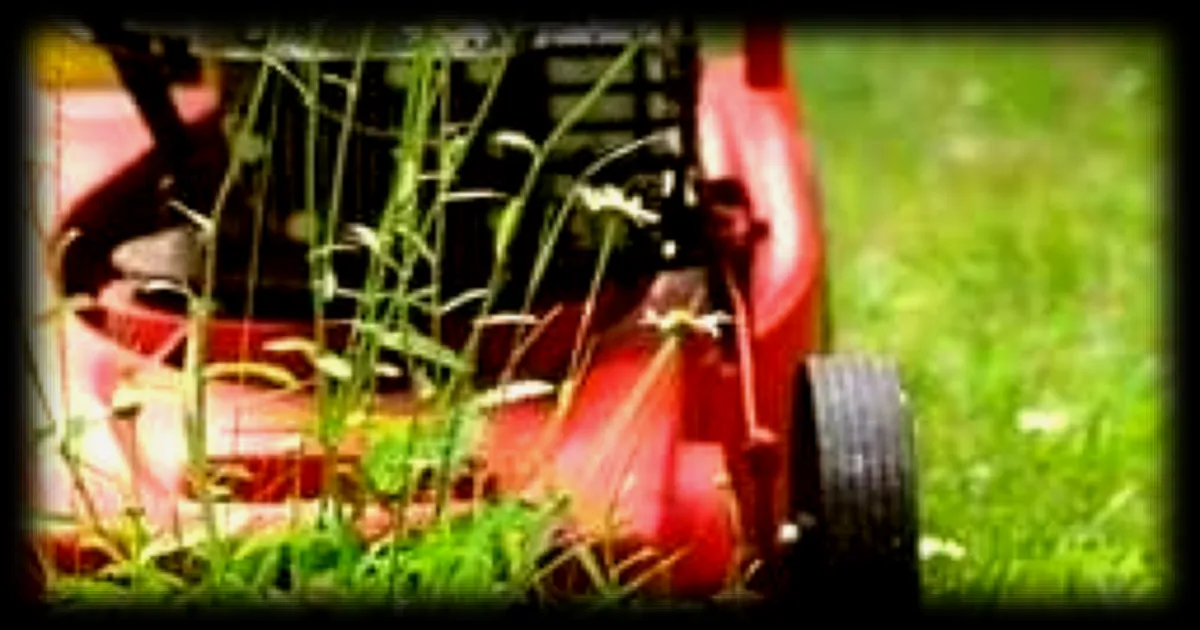 L'arrivée du printemps : trois erreurs à éviter dans votre jardin pour préserver la biodiversité