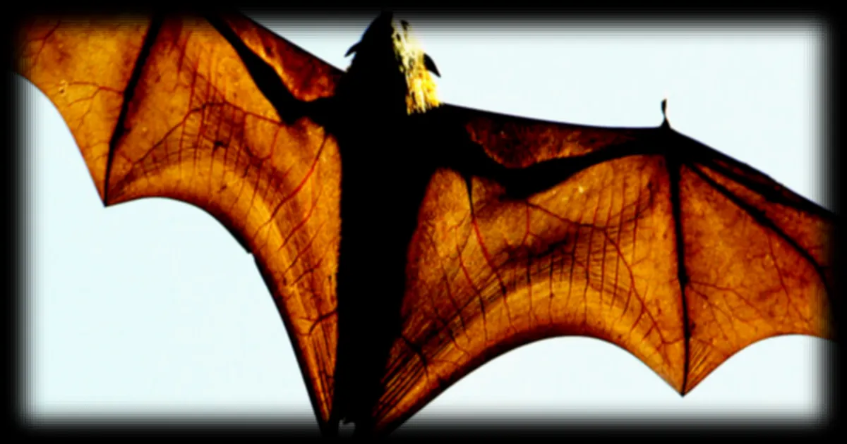 L'Australie compte sur les chauve-souris pour lutter contre la désertification
