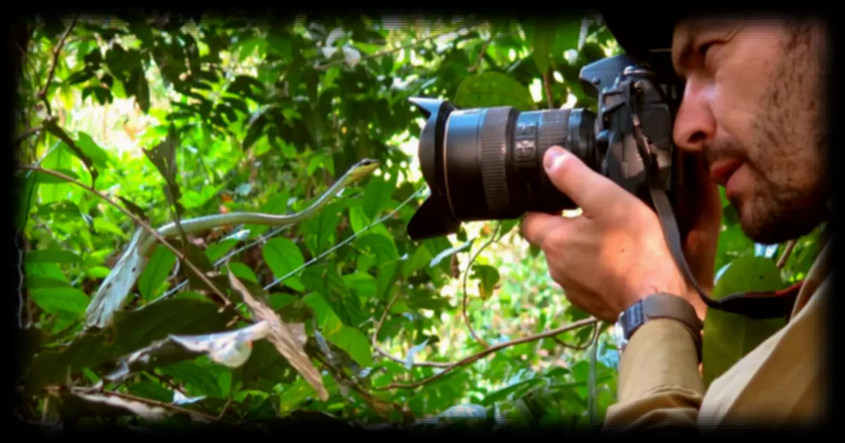 Le Bothrops lanceolatus, serpent endémique de Martinique et trésor de biodiversité