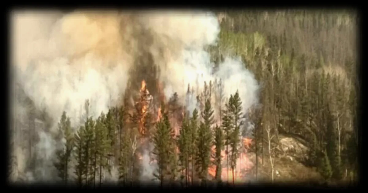 Le Canada face aux feux de forêt : un appel à la création d'un centre national