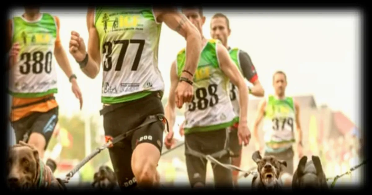 Le canicross en plein essor : quand courir avec son chien devient une passion