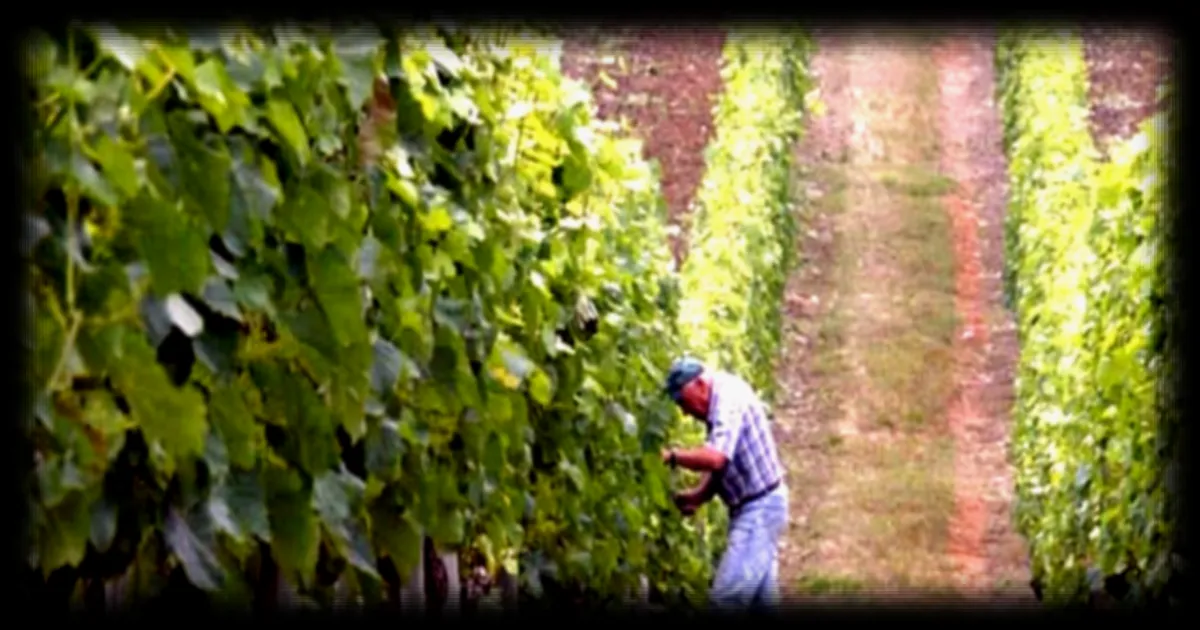 Le changement climatique transforme les cultivateurs de vignes en 'cultivateurs d'eau' en Occitanie