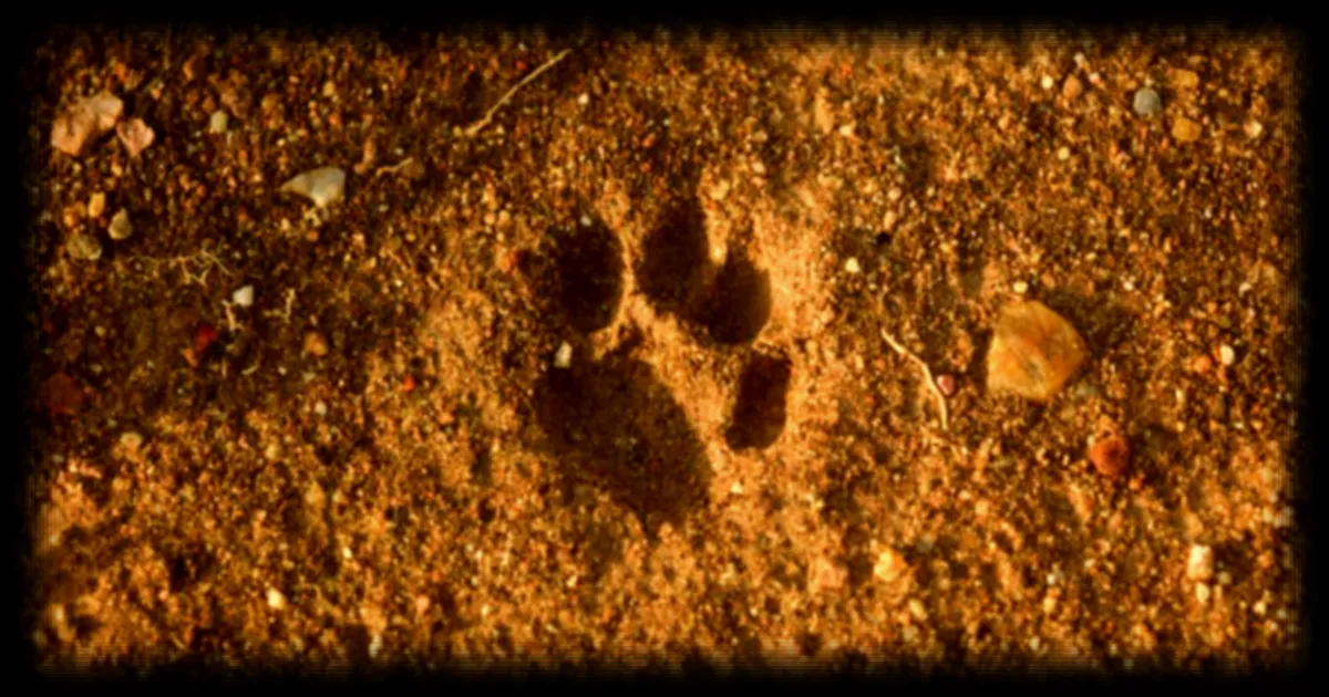 Le chat des Andes, un félin menacé, filmé en pleine nature