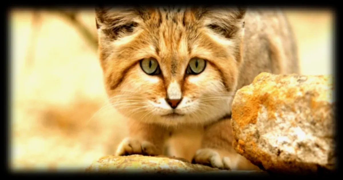 Le chat des sables : un félin capable de se fondre dans l'environnement
