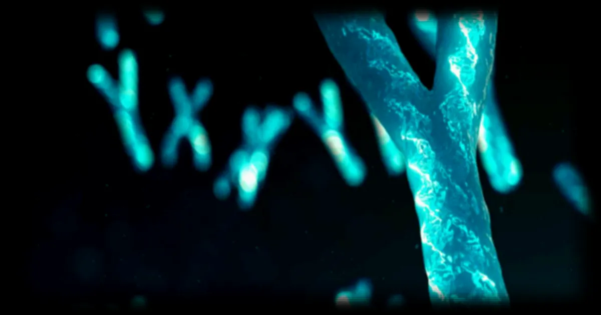 Le chromosome Y en voie de disparition : une découverte chez les rats épineux relance le débat sur l'avenir de la reproduction masculine