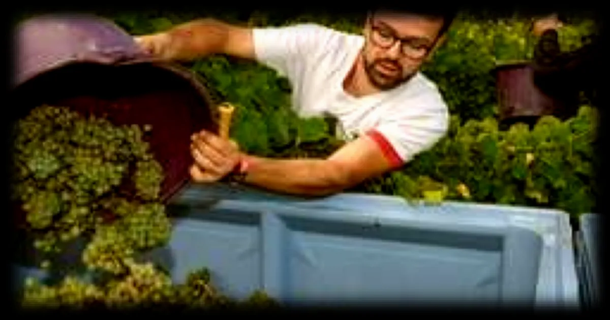 Le concours national des vins IGP à Angers: Qu'est-ce qui se cache derrière cet événement incontournable ?