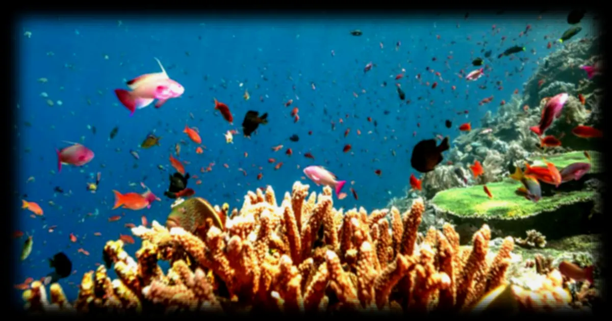 Le corail, un maître du vivant qui nous enseigne la résilience