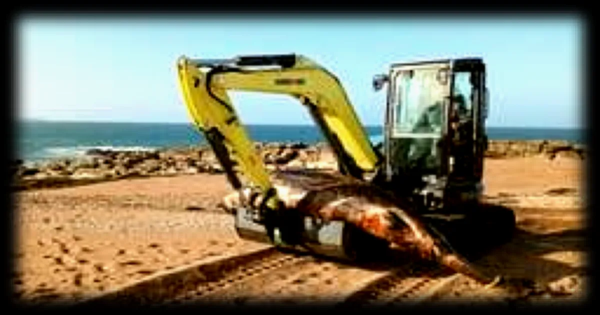 Le corps de la baleine échouée dans le Morbihan a été évacué