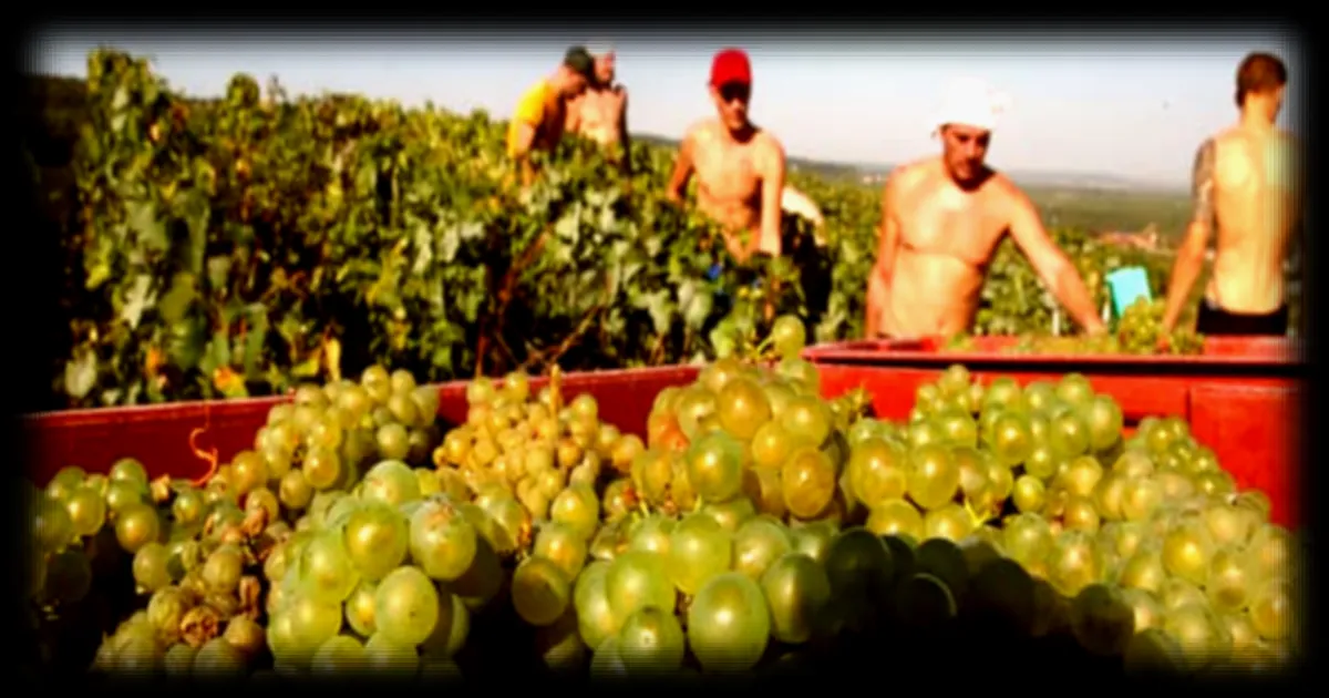 Le dérèglement climatique rend le travail agricole invivable