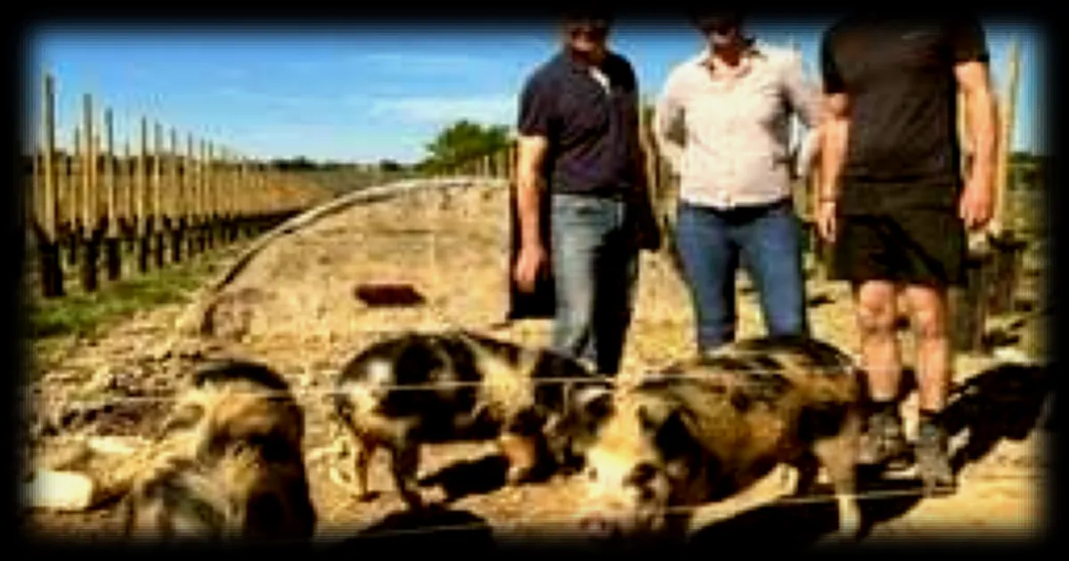 Le domaine de Haute Perche à Saint-Melaine-sur-Aubance : Nouveau souffle avec Thierry Denjean à sa tête