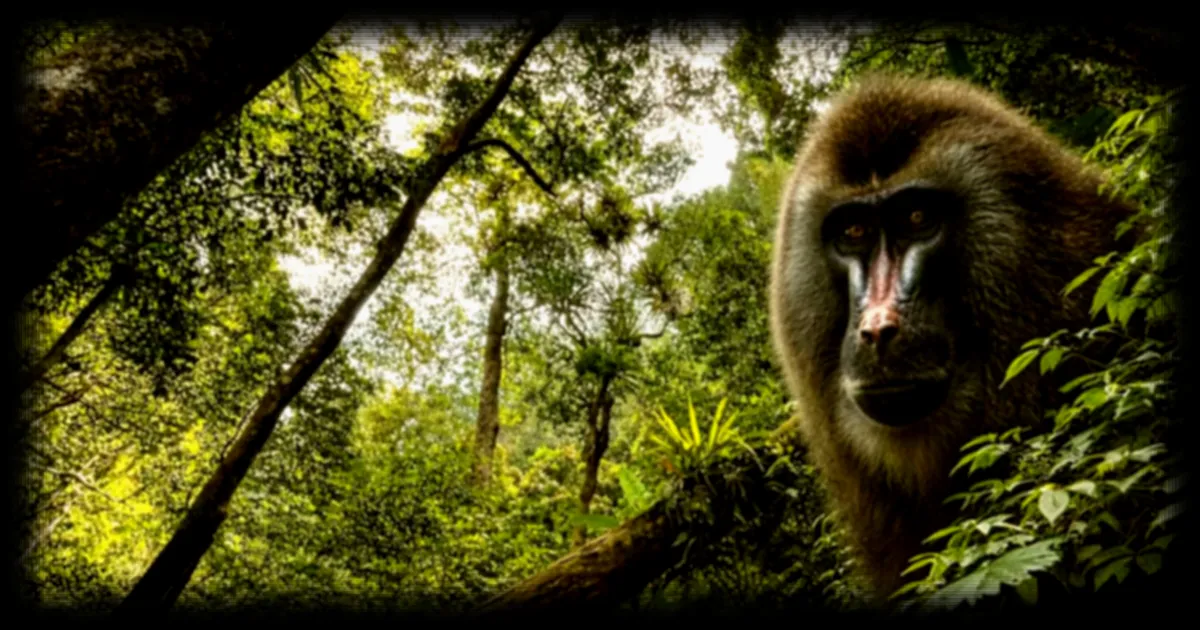 Le drill, un primate discret mais essentiel à l'équilibre de la forêt africaine