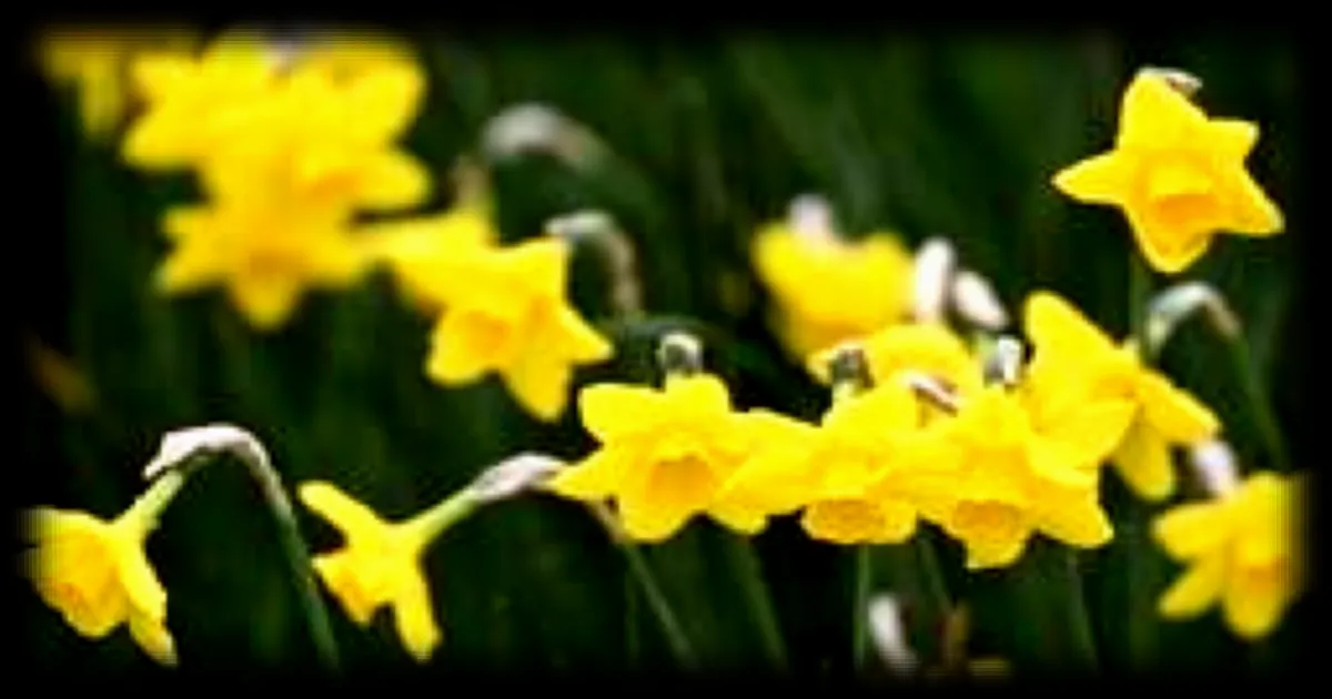 Le « faux printemps » perturbe la nature : les jonquilles déjà fleuries en février