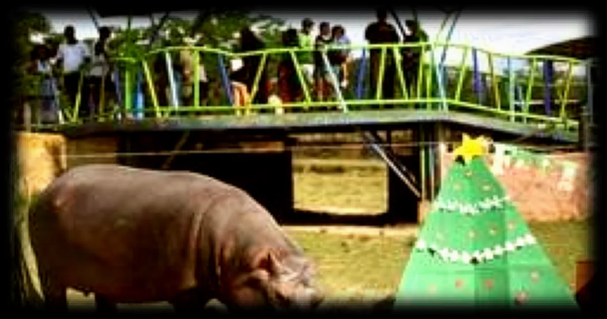 Le fils d'un milliardaire indien propose de sauver les hippopotames de Pablo Escobar en Colombie