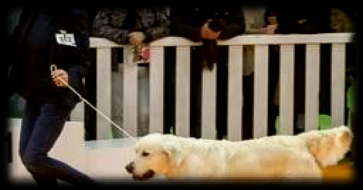 Le golden retriever, chien préféré des Français, risque de perdre ses aptitudes de travail selon des éleveurs