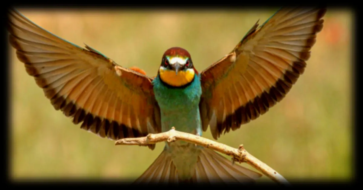 Le guêpier d’Europe : l’oiseau migrateur aux couleurs éblouissantes venu d’Afrique