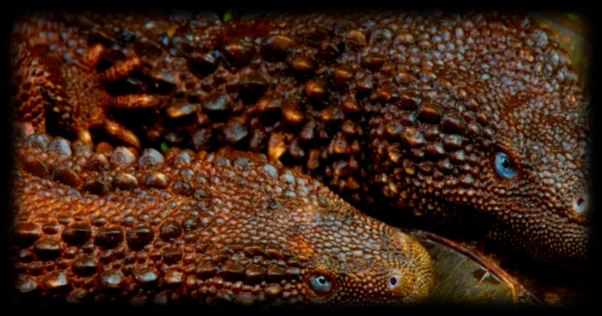 Le lézard-moniteur sans oreilles de Bornéo : un mystère fascinant pour les scientifiques