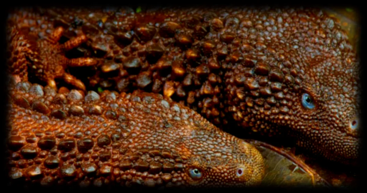 Le lézard-moniteur sans oreilles, un reptile mystérieux de Bornéo