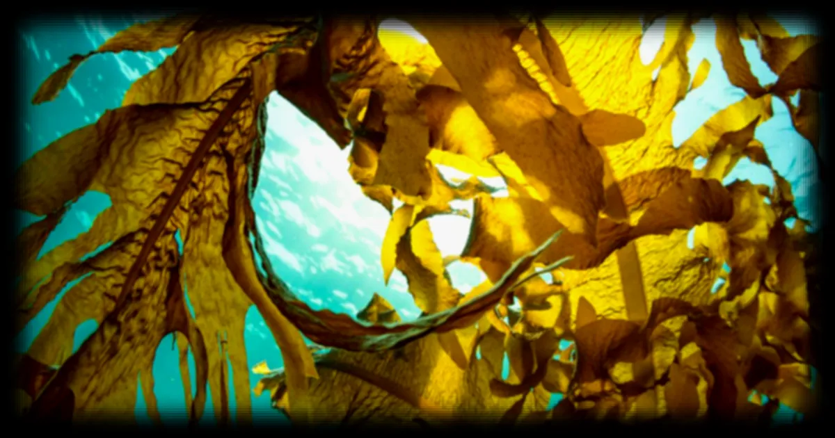 Le lion de mer australien : un prédateur rare et menacé fascine biologistes et photographes