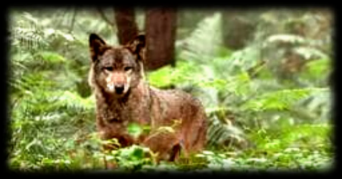 Le loup de retour en Normandie : deux attaques recensees dans des troupeaux de brebis