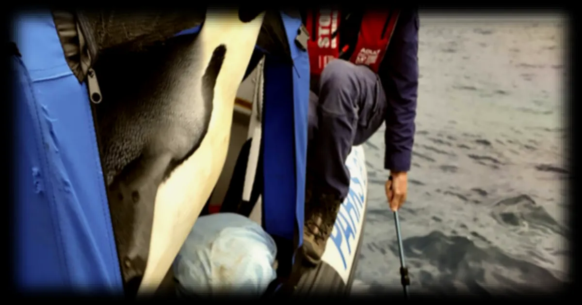 Le manchot empereur et l'otarie à fourrure antarctique désormais classés comme espèces en danger