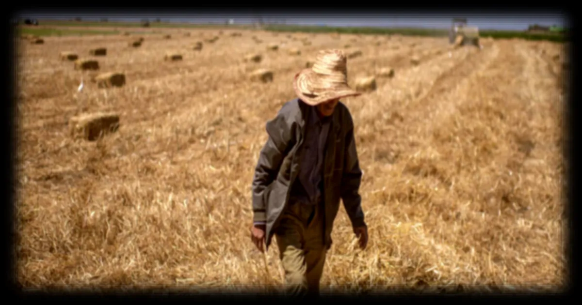 Le Maroc voit son secteur agricole renaître après des années de sécheresse