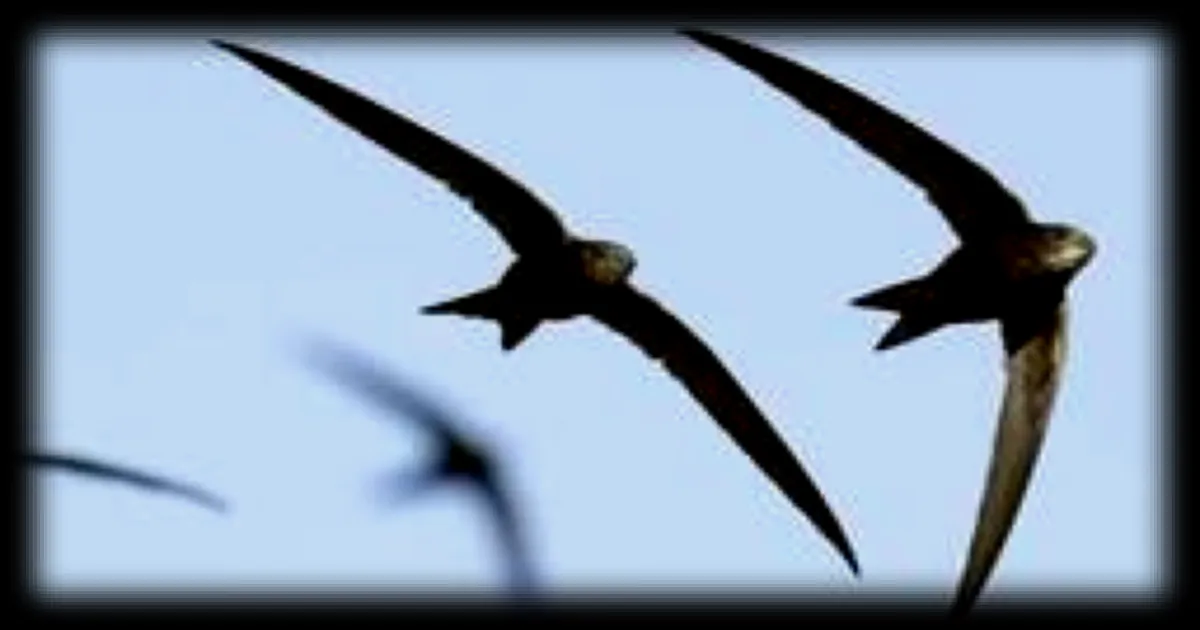 Le martinet : un oiseau fascinant qui passe presque toute sa vie en l'air