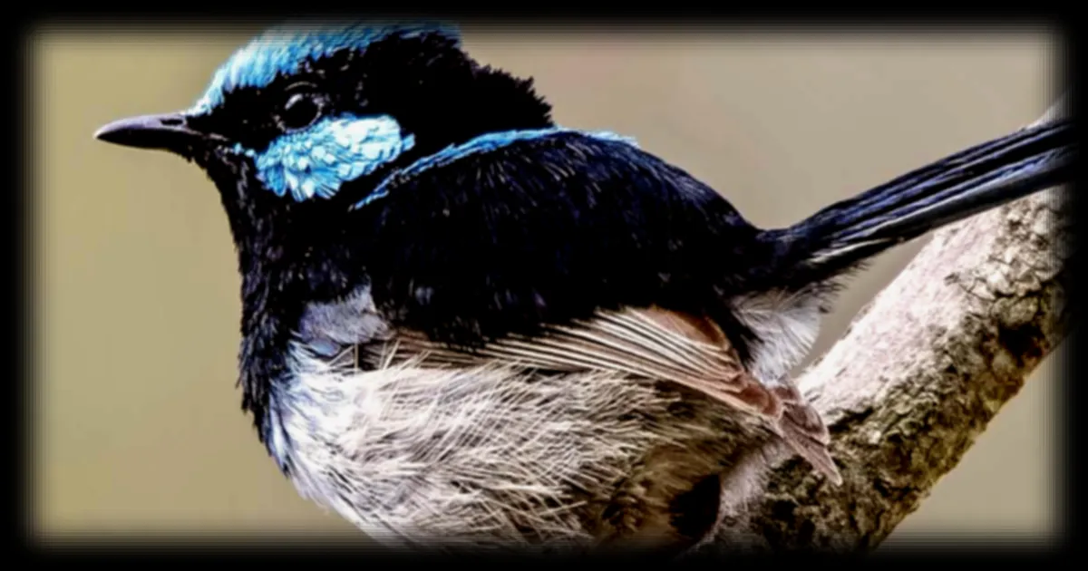 Le mérion superbe : un oiseau capable d'enseigner un mot de passe à ses petits