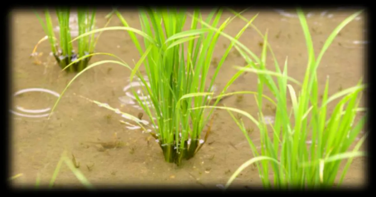 Le MIT découvre que le bruit de la pluie accélère de 40 % la germination des graines de riz
