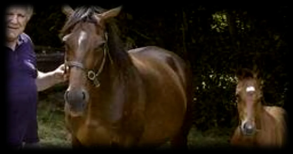 Le monde hippique de l’Ouest en deuil : Roger-Yves Simon, figure emblematique, s'est eteint a l'age de 73 ans