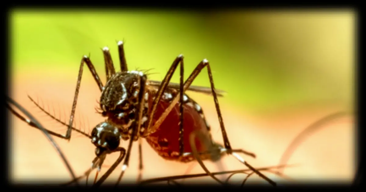 Le moustique tigre de retour en avance dans les jardins français : quand agir pour prevenir l'invasion selon les experts