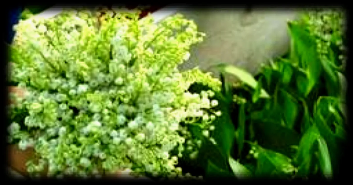 Le muguet peut être vendu par les particuliers le 1er mai : quelles sont les règles à respecter ?