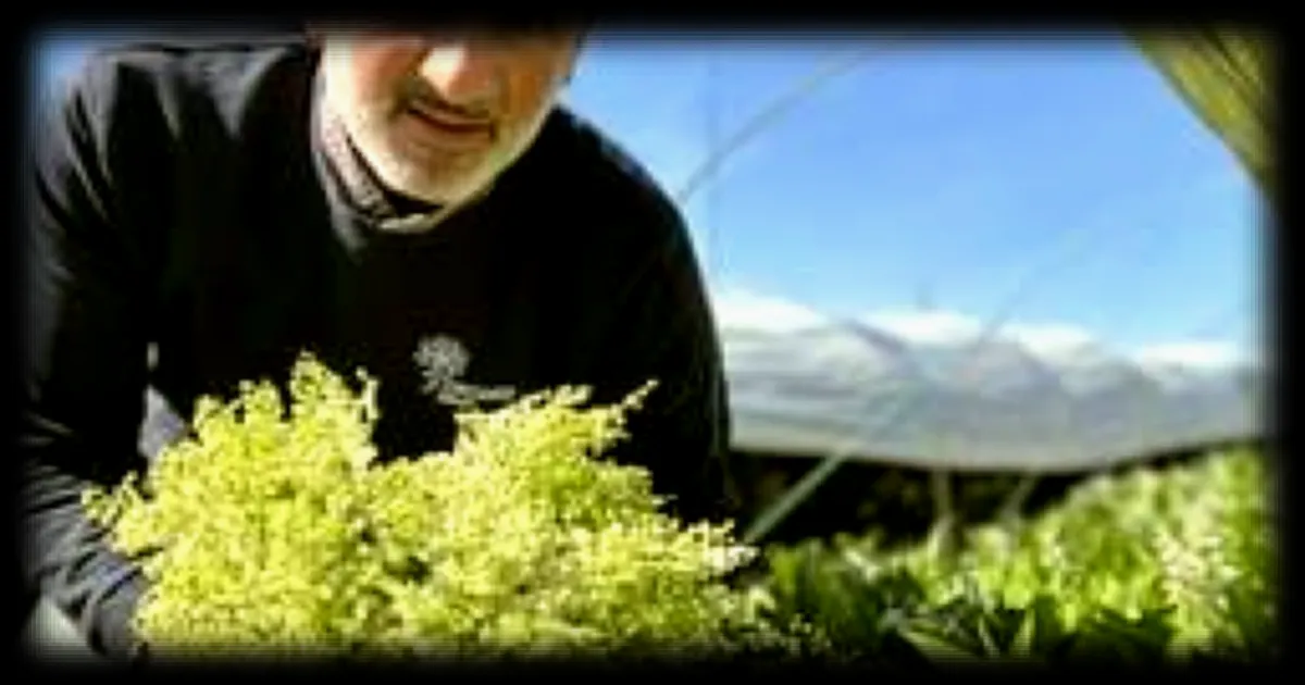 Le muguet, une culture de plus en plus menacée : le témoignage d’un horticulteur ligérien