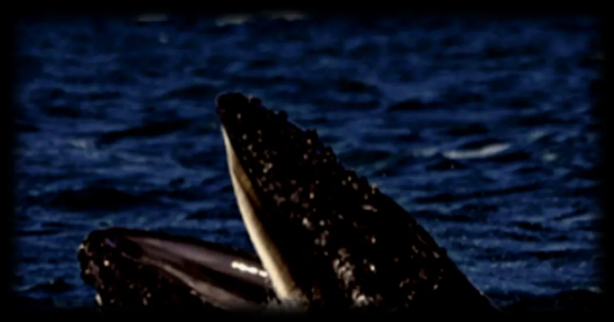 Le mystère du « bâillement » des baleines à bosse, un comportement inédit documenté par des touristes