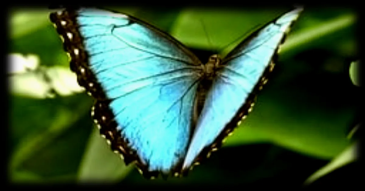 Le papillon Morpho, emblème aux ailes bleues, menacé par le réchauffement climatique