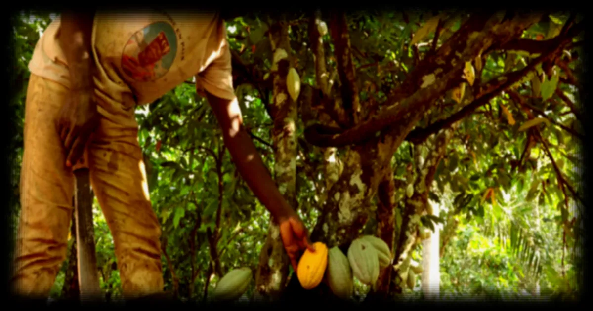 Le phénomène climatique El Niño menace les plantations de cacao
