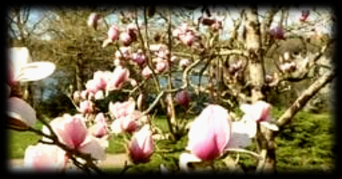 Le printemps arrive : partagez vos plus belles photos de la nature