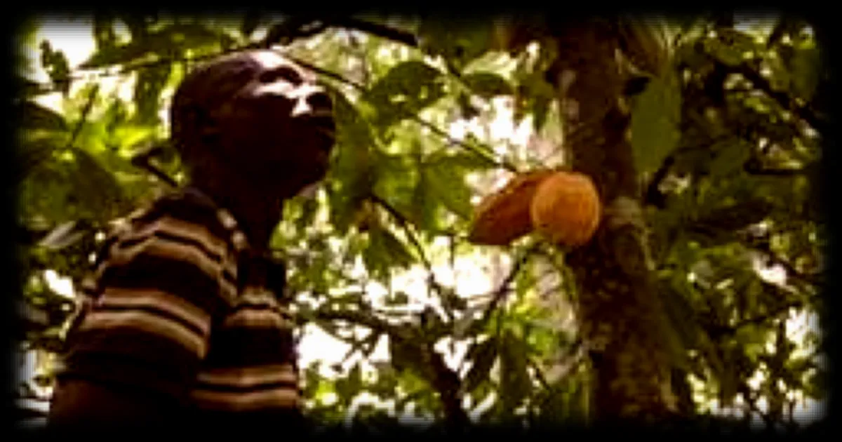 Le prix des chocolats de Pâques grimpe, mais les producteurs du cacao en souffrent